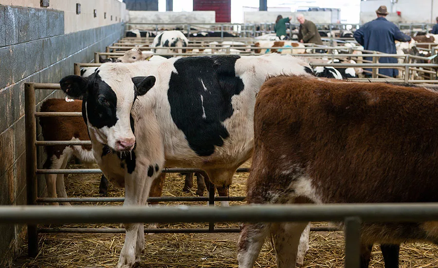 The majority of humane handling enforcement actions in 2015 were documented in cattle facilities
