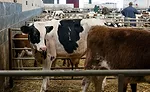 The majority of humane handling enforcement actions in 2015 were documented in cattle facilities