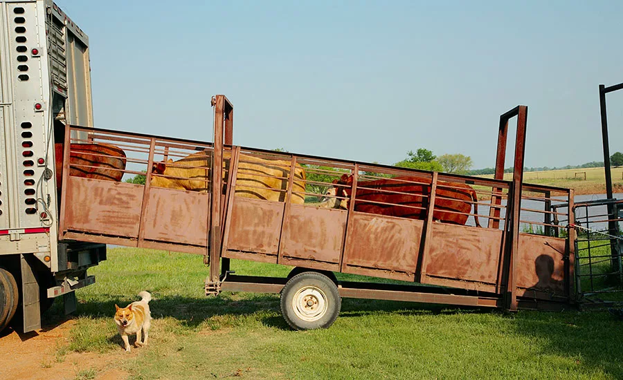 Of six handling-related incidents in 2015, five involved the unloading of animals from trailers to slaughter establishments