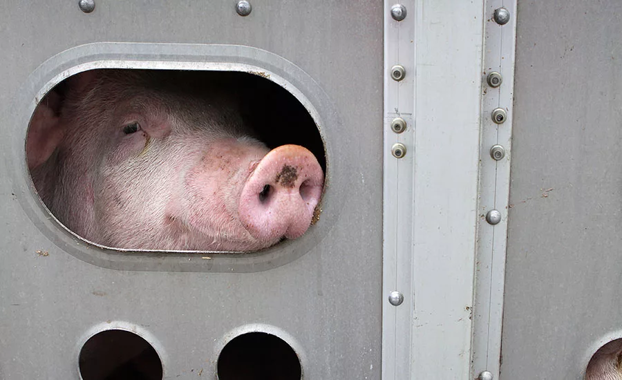 The prevalence of beef and pork slaughter in the U.S. is a likely contributor to the fact that the majority of enforcement actions occurred in beef and pork slaughter establishments