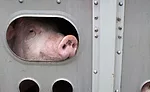 The prevalence of beef and pork slaughter in the U.S. is a likely contributor to the fact that the majority of enforcement actions occurred in beef and pork slaughter establishments