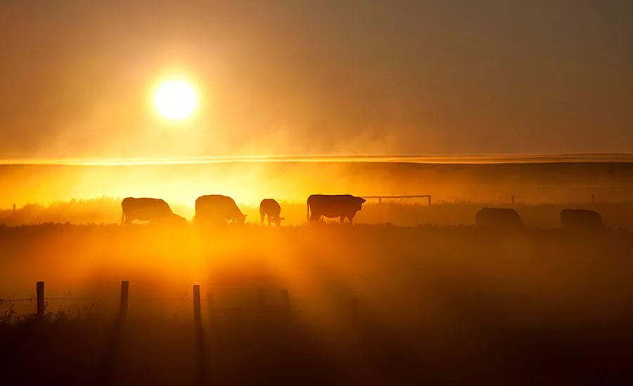 A Mississippi State University study indicates that native warm season grasses can be incorporated in the stocker phase of cattle