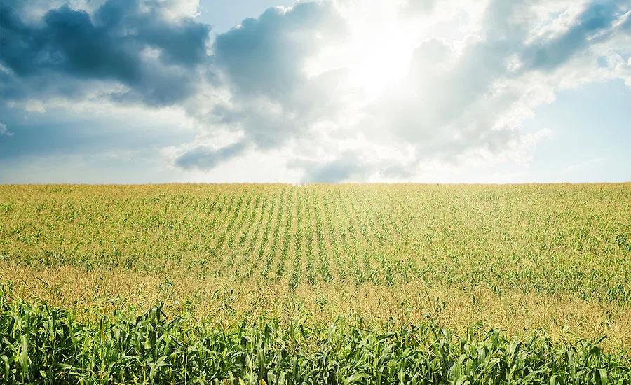 Corn acreage planted in 2016 was up 7 percent from 2015
