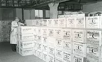 Supplies of canned meat for the army