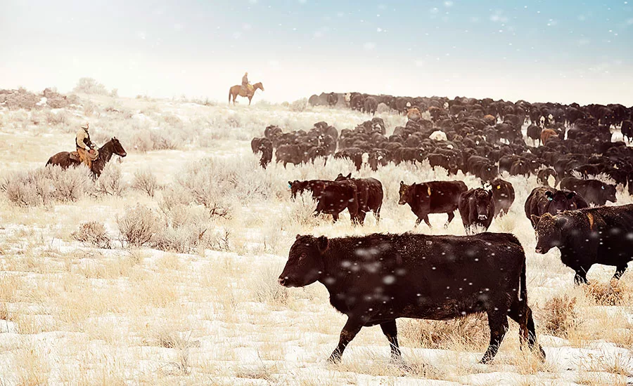 Higher cattle numbers in 2016 resulted in a larger supply of beef and lower prices
