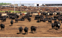 Cattle Lot