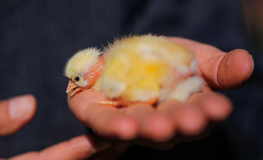 Chick
