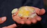 Chick