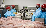 Butterball's Raeford plant employees pack raw roast products into trays