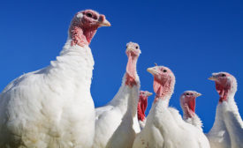 Despite loss of birds due to HPAI and an increase in pricing, turkey consumption in the U.S. is up from 2014