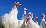 Despite loss of birds due to HPAI and an increase in pricing, turkey consumption in the U.S. is up from 2014
