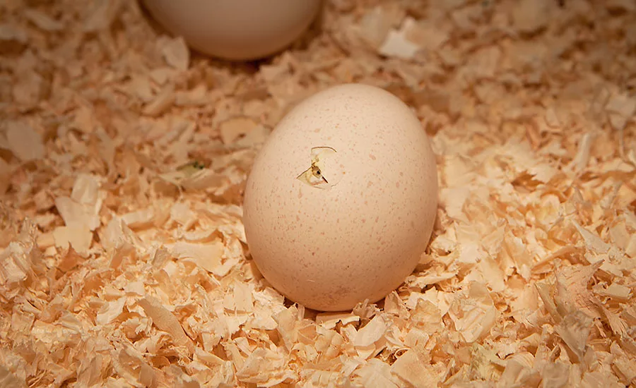 From a consumer perspective, commodity prices and healthfulness have been two key factors that have presented poultry with an opportunity to be more at the forefront in restaurants.