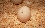 From a consumer perspective, commodity prices and healthfulness have been two key factors that have presented poultry with an opportunity to be more at the forefront in restaurants.
