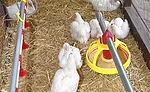 The poultry stunning method called Low Atmospheric Pressure Stunning (LAPS) is gaining support