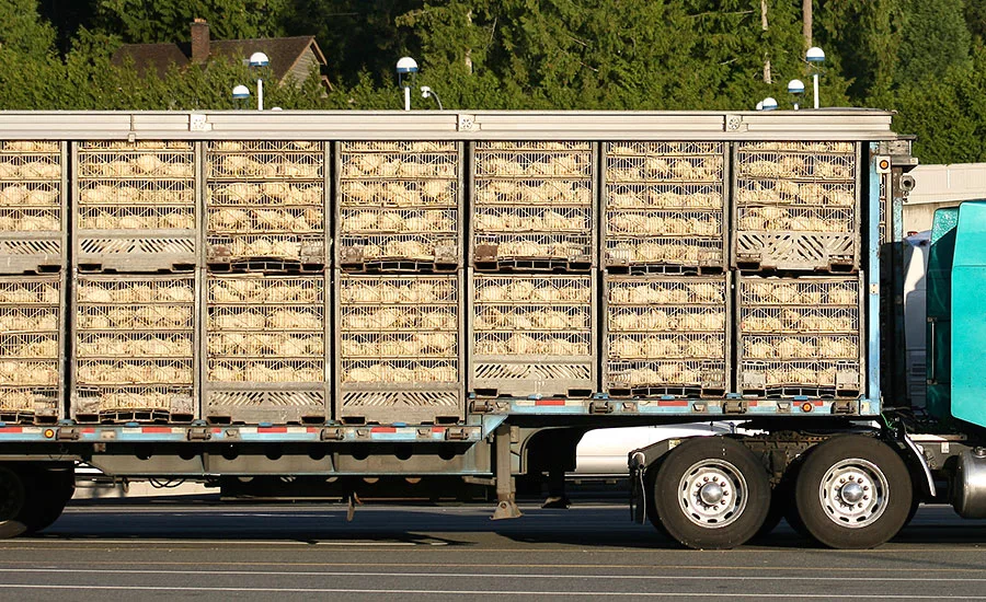 Chickens being transported to slaughter