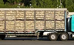 Chickens being transported to slaughter