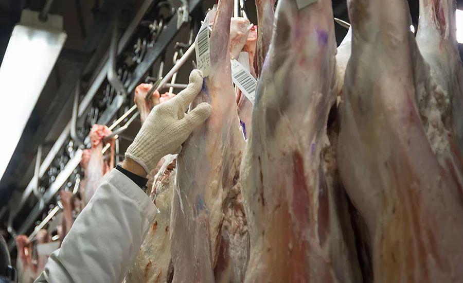At Mountain States Rosen’s Greeley lamb facility, each lamb carcass has a tag with a yield and quality grade