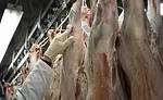 At Mountain States Rosen’s Greeley lamb facility, each lamb carcass has a tag with a yield and quality grade