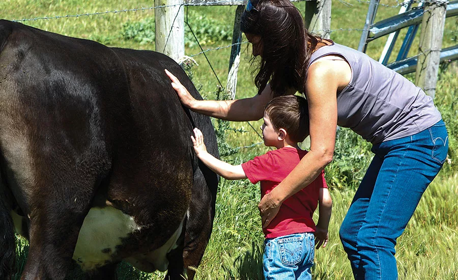 Sam Gazdziak's son petting a cow