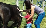 Sam Gazdziak's son petting a cow