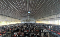 Veal barns now feature group pens and other renovations for calves to be comfortable and thrive