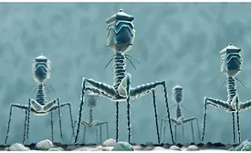 Bacteriophages naturally exist in the environment and have long been studied for their ability to infect and kill pathogens