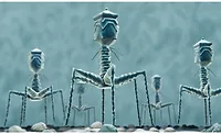 Bacteriophages Bacteriophages naturally exist in the environment and have long been studied for their ability to infect and kill pathogens