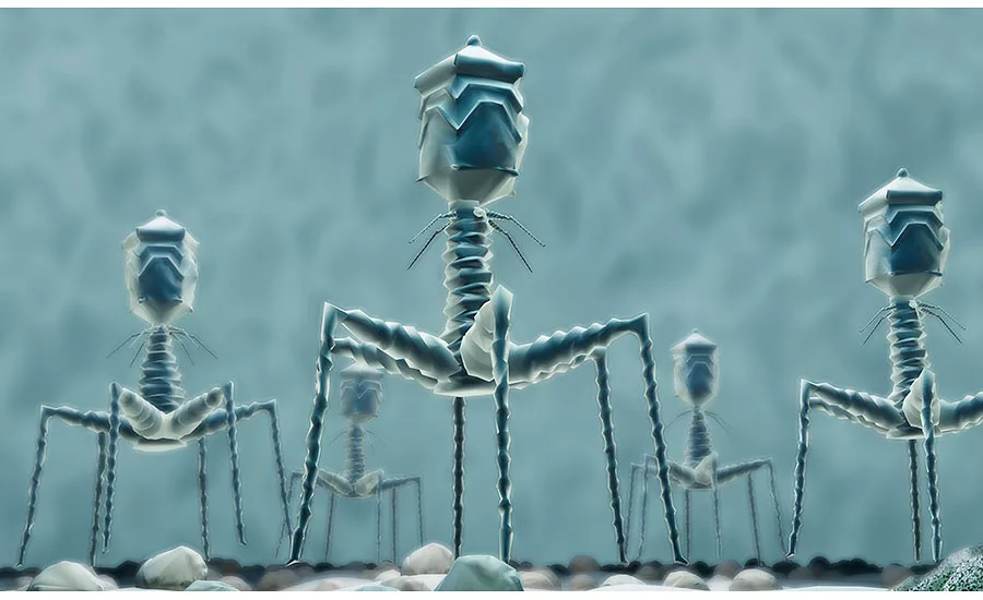 Bacteriophages naturally exist in the environment and have long been studied for their ability to infect and kill pathogens
