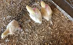 Feathers have value both for the live bird and in the poultry production process
