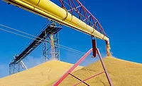 Corn Crop Supply
