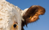 Closeup of a cow