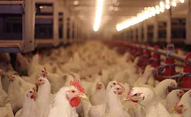 Commercial Bird Production