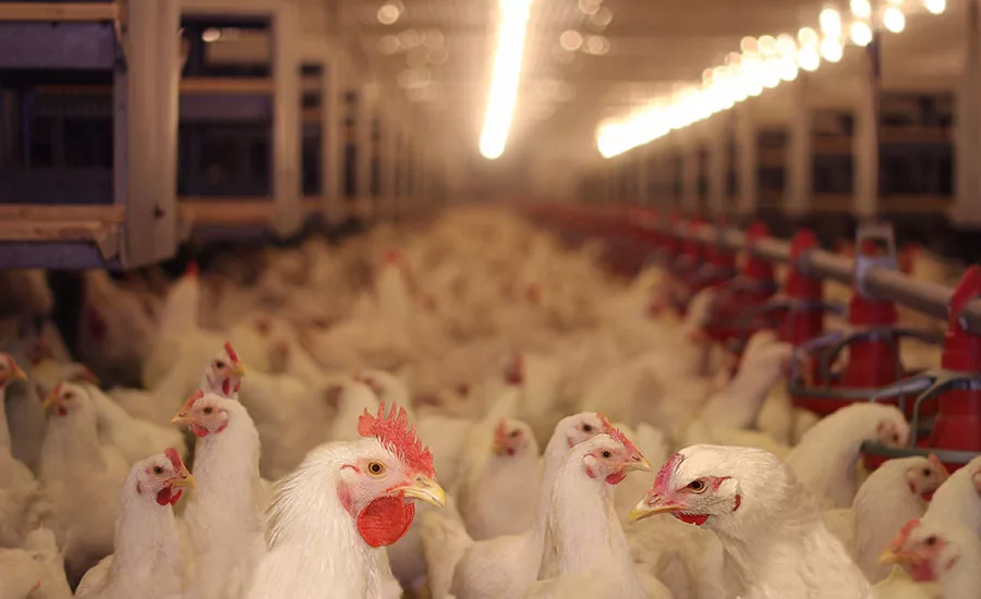 Commercial Bird Production