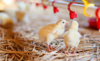 Reporting regulations pose to unnecessarily burden poultry producers who are predominantly relatively small, family-owned and -operated farms.