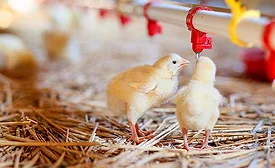 Reporting regulations pose to unnecessarily burden poultry producers who are predominantly relatively small, family-owned and -operated farms.