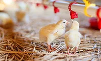 Chicks Reporting regulations pose to unnecessarily burden poultry producers who are predominantly relatively small, family-owned and -operated farms.