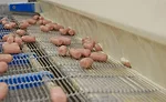 Mini Hot Dogs