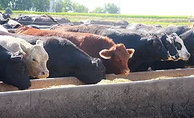 One result of the trend towards antibiotic-free production is the industry must use new ingredients in feeds