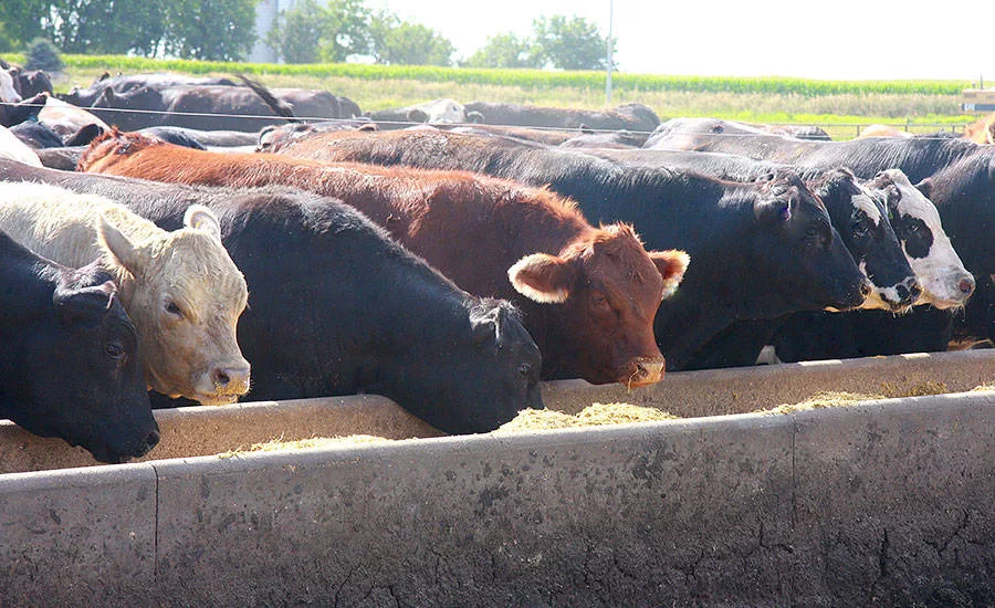 One result of the trend towards antibiotic-free production is the industry must use new ingredients in feeds