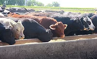 Cattle Cattle Eating