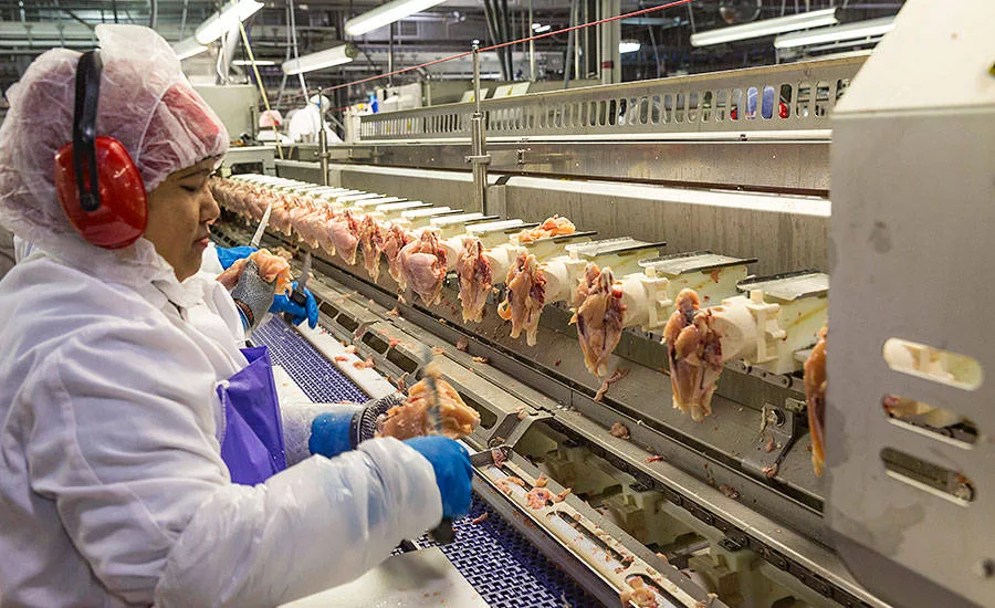 Case Farms automated breast deboning equipment in the Canton processing plant