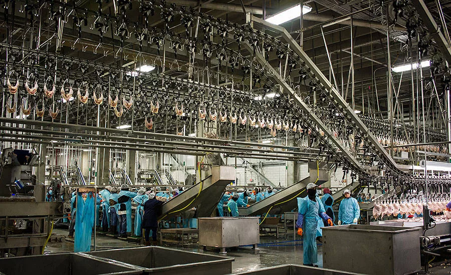 The Sanderson Farms St. Pauls facility features automation for improved efficiency