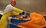 CS Beef Packers adopted a test-and-hold policy on product headed for further processing