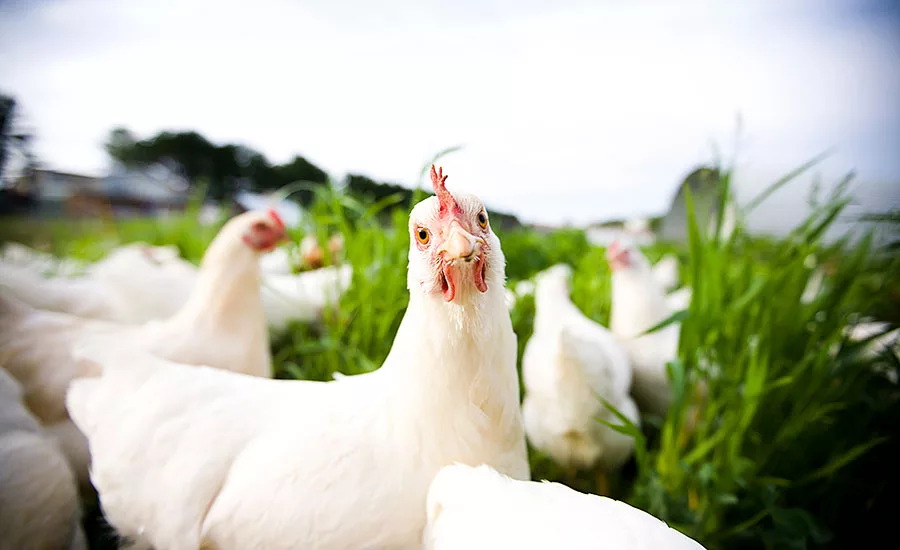 Antibiotic-free, Humanely Raised Chickens