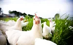 Antibiotic-free, Humanely Raised Chickens