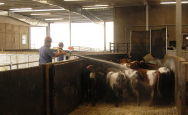 Cattle Sprayed with Mixture to Repel Flies and Act as Initial Antimicrobial Food-safety Hurdle