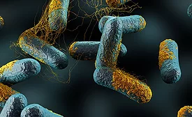 Spore-forming Bacteria