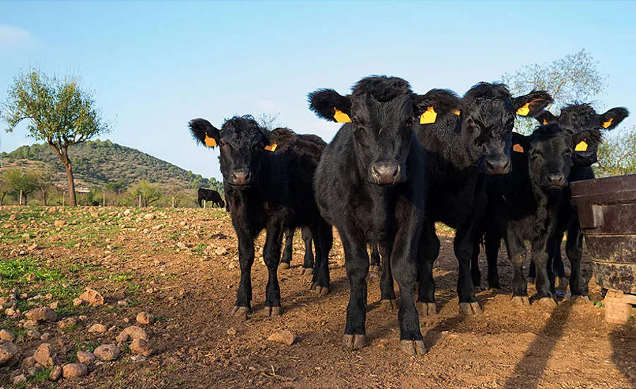 Herd of Cows