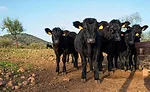 Herd of Cows
