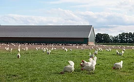 Free-range Chickens